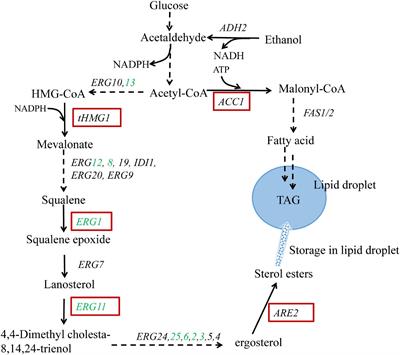 Combined Biosynthetic Pathway Engineering and Storage Pool Expansion for High-Level Production of Ergosterol in Industrial Saccharomyces cerevisiae